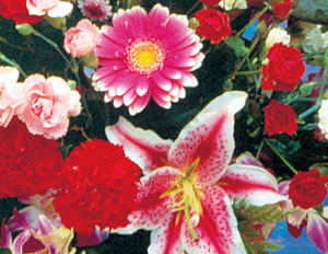 Supermarket Floral Display Case Lighting