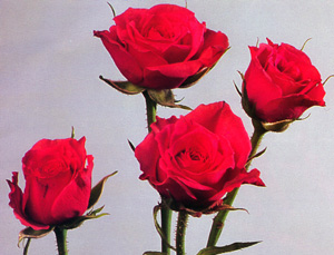 PROMOLUX true full spectrum lamps alleviate these floral display case lighting problems. 